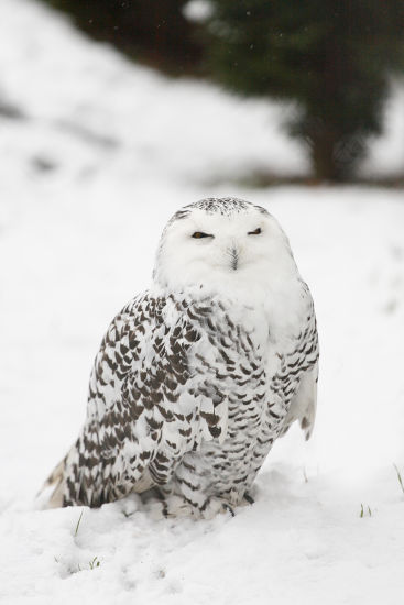 Snowy Owl Bubo Scandiacus Nyctea Scandiaca Editorial Stock Photo ...