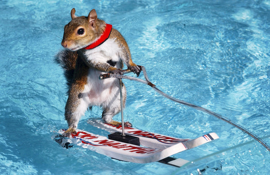 Twiggy Water Skiing Squirrel Showing Off Editorial Stock Photo - Stock ...