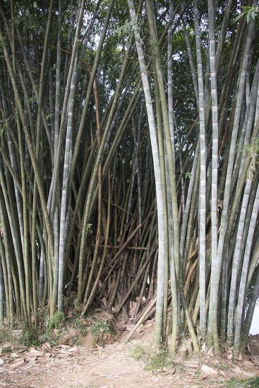 Clump Giant Bamboo Cane Burma Largest Editorial Stock Photo - Stock ...