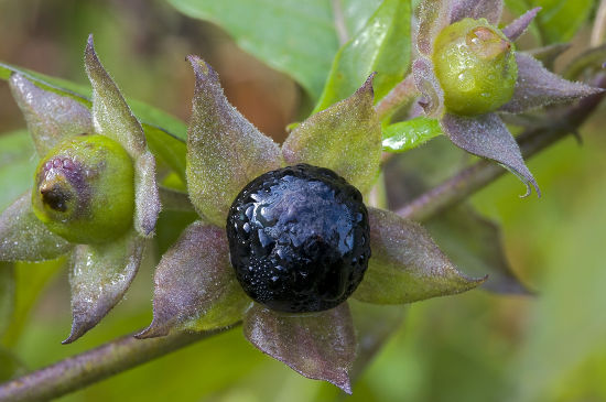 Belladonna Devils Berries Atropa Belladonna Riedener Editorial Stock ...