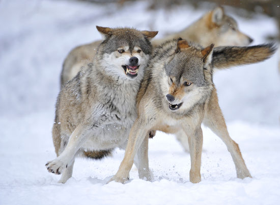 Mackenzie Valley Wolves Canadian Timber Wolves Editorial Stock Photo ...