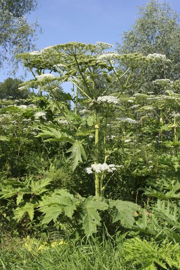 Giant Hogweed Heracleum Mantegazzianum Heracleum Giganteum Editorial ...