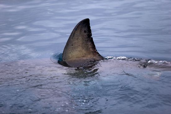 Great White Shark Carcharodon Charcharias Adult Editorial Stock Photo ...