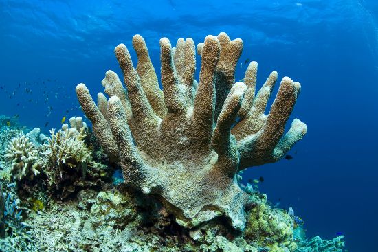 Branching Coral Acropora Robusta Indonesia Southeast Editorial Stock ...