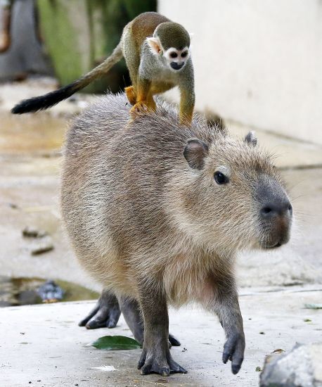 Squirrel Monkeys Sitting On Capybara Editorial Stock Photo - Stock ...