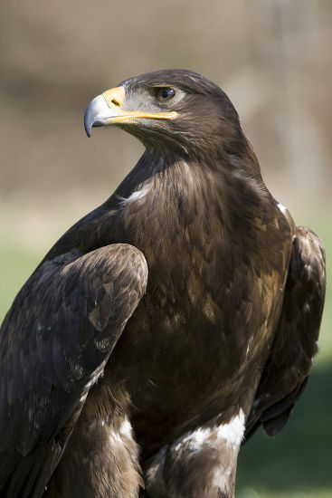 Steppe Eagle Aquila Nipalensis Freisen Zoo Editorial Stock Photo ...