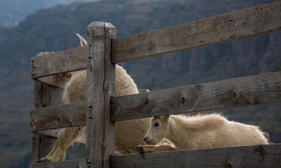 Goats Licking Salt Fence Editorial Stock Photo - Stock Image | Shutterstock