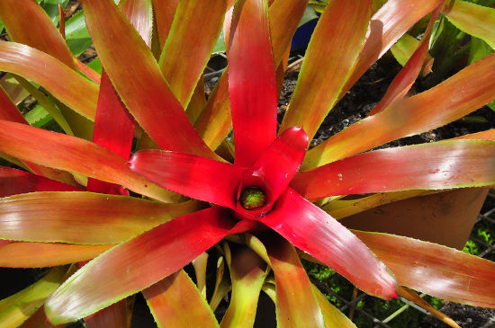 Neoregelia Neoregelia Cv Bronze Orange Cultivar Editorial Stock Photo ...