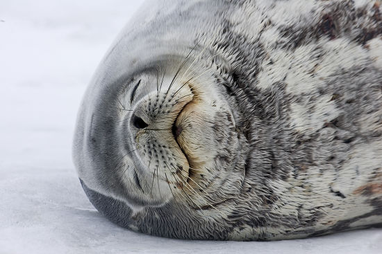 Weddell Seal Leptonychotes Weddellii Adult Sleeping Editorial Stock ...