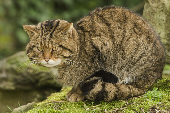 Scottish Wildcat Felis Silvestris Grampia Adult Editorial Stock Photo ...
