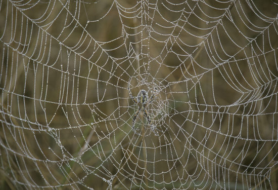 Black Yellow Garden Spider Argiope Aurantia Editorial Stock Photo ...