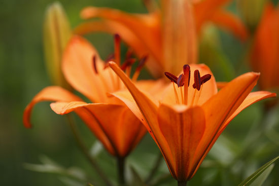 Orange Lily Lilium Bulbiferum Garden Plant Editorial Stock Photo ...