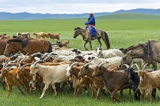 Mongolian Nomad On Horse Herding Cashmere Editorial Stock Photo - Stock ...