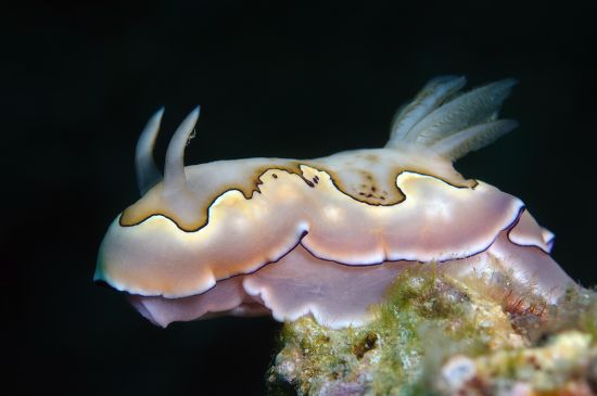 Nudibranch Sea Slug Cos Goniobranchus Chromodoris Editorial Stock Photo ...