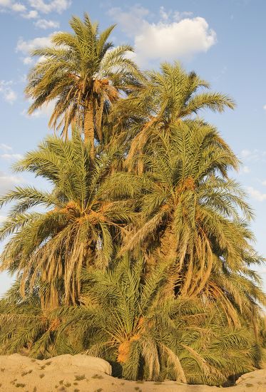 Date Palms Phoenix Dactylifera Palmeries Around Editorial Stock Photo ...