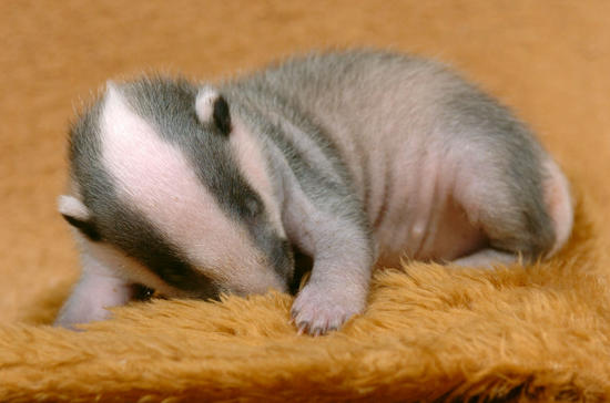 Badger Cub Rescued Jaws Terrier Which Editorial Stock Photo - Stock ...