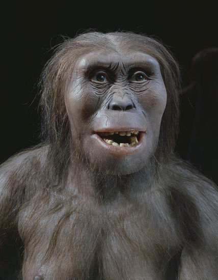 Lucy Australopithecus Afarensis Model Human Ancestor Editorial Stock ...