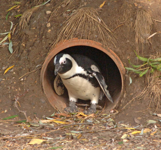 Penguin New Enclosure London Zoos Penguins Editorial Stock Photo