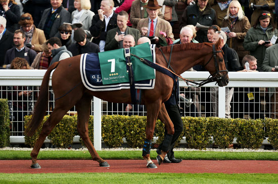 horses-shown-front-punters-parade-ring-editorial-stock-photo-stock