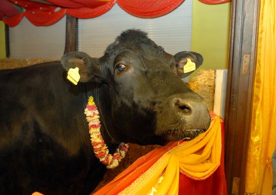 Shambo Bull His Shrine He Has Editorial Stock Photo - Stock Image ...