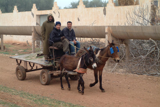 An Amish Eid Al-Adha main image 0