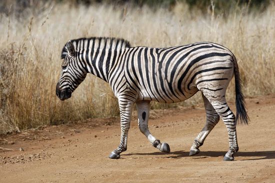 Zabra Pilansberg Game Reserve Park Pilansburg Editorial Stock Photo ...