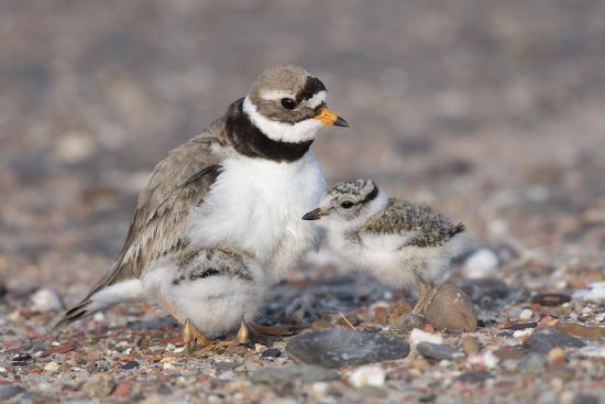 Common Ringed Plover Charadrius Hiaticula Chick Editorial Stock Photo ...