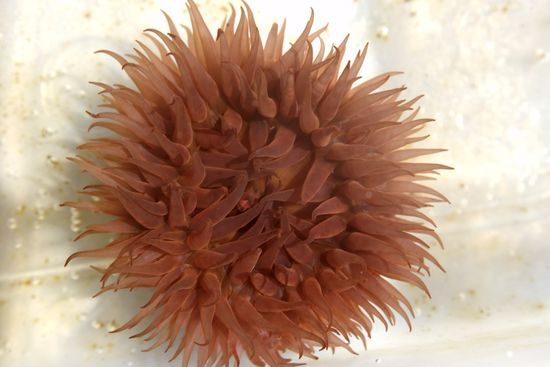 Sea Anemone Bunodosoma Caissarum St Peter Editorial Stock Photo Stock
