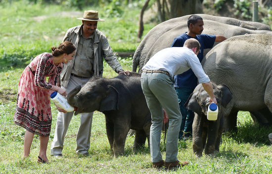 Centre Wildlife Rehabilitation Conservation Kaziranga National ...