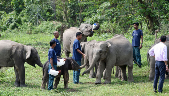 Centre Wildlife Rehabilitation Conservation Kaziranga National ...