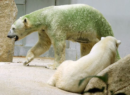 green polar bear