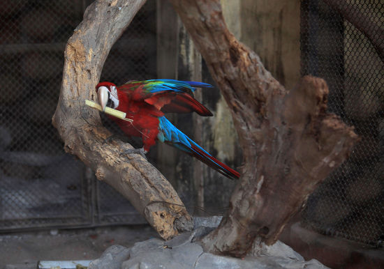Picture of Redfronted Macaw Seen Inside Enclosure Alipore Editorial Stock Photo ...