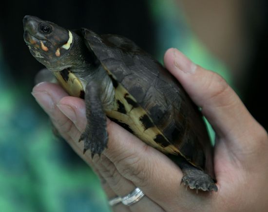 Recovered Philippine Forest Turtle Critically Endangered Editorial ...