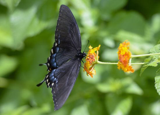 Female Dark Form Eastern Tiger Swallowtail Editorial Stock Photo ...