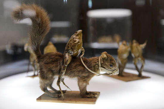 Exhibit Stuffed Frog Riding On Squirrels Editorial Stock Photo - Stock ...