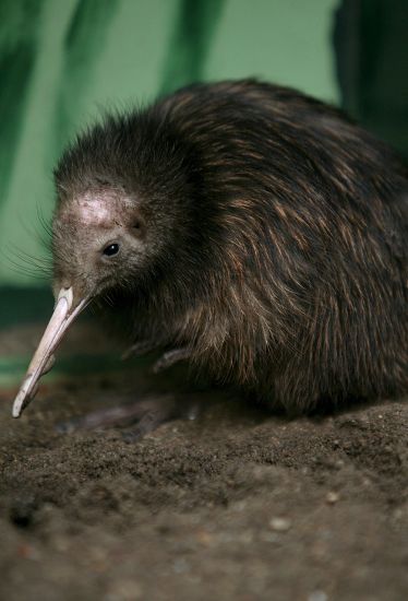 Little Kiwi Claudius Pictured Enclosure Zoo Editorial Stock Photo ...