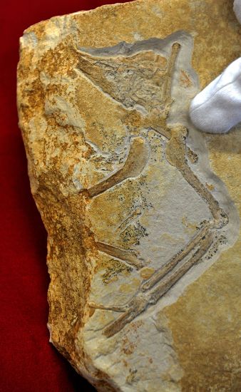 150 Million Yearold Original Archaeopteryx Fossil Editorial Stock Photo ...