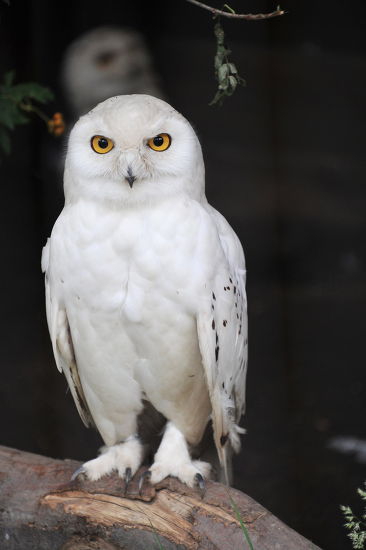 Snowy Owl Bubo Scandiacus Harry Pictured Editorial Stock Photo - Stock ...
