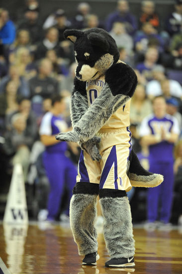 Uw Mascot Harry Husky Performs During Editorial Stock Photo - Stock ...