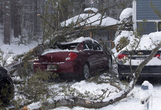 Cars Lie Crushed Under Tree Limbs Editorial Stock Photo - Stock Image ...