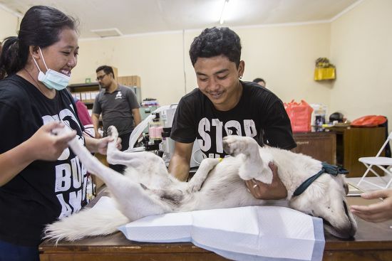 Indonesian Veterinarians Sterilize Dog During Mass Editorial Stock ...