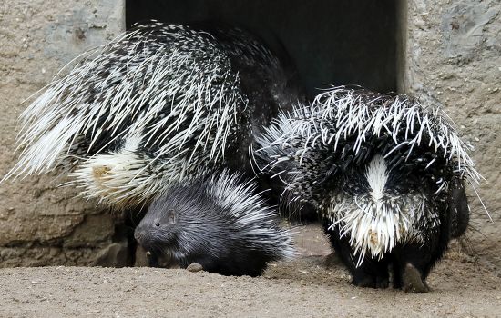 Adult Porcupine Young Porcupine Seen On Editorial Stock Photo - Stock ...