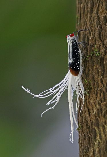 Waxtailed Planthopper Pterodictya Reticularis Adult Resting Editorial ...