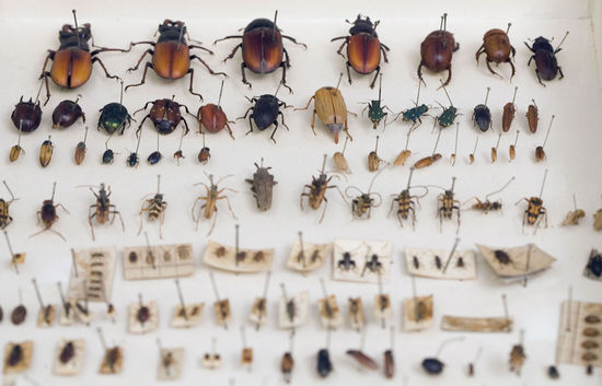 Darwins Beetle Collection On Display New Editorial Stock Photo - Stock ...