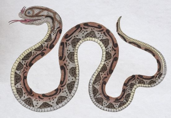 Horned Serpent Coluber Nasicornis Handcoloured Copperplate Editorial ...
