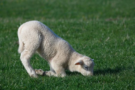 Lamb Kneels Browsing Domestic Sheep Ovis Editorial Stock Photo - Stock ...