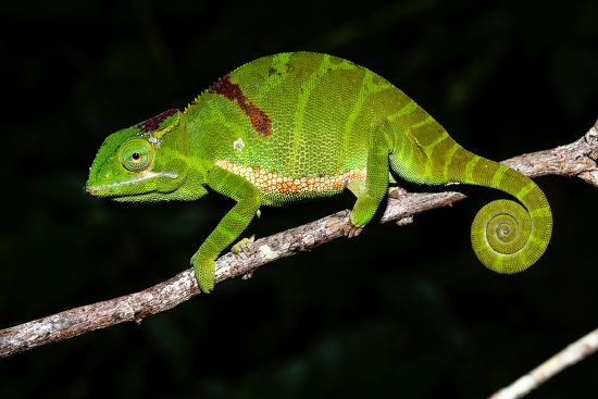 Petters Chameleon Furcifer Timoni Female Amber Editorial Stock Photo ...