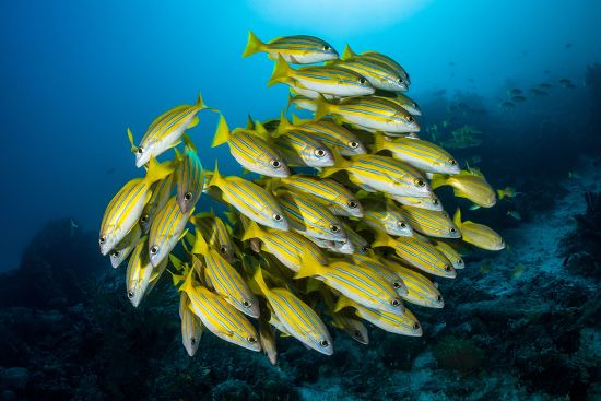 Stripey Snapper Fish Editorial Stock Photo - Stock Image | Shutterstock