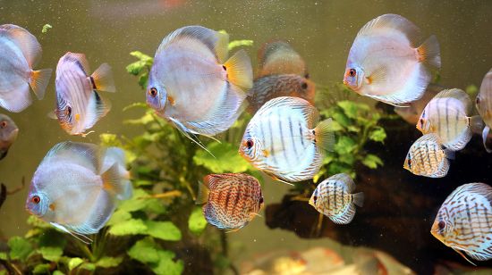 Discus Fish Their Recreated Natural Habitat Editorial Stock Photo ...
