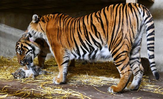 Sumatran Tiger Cub 51017 6 Week Editorial Stock Photo - Stock Image